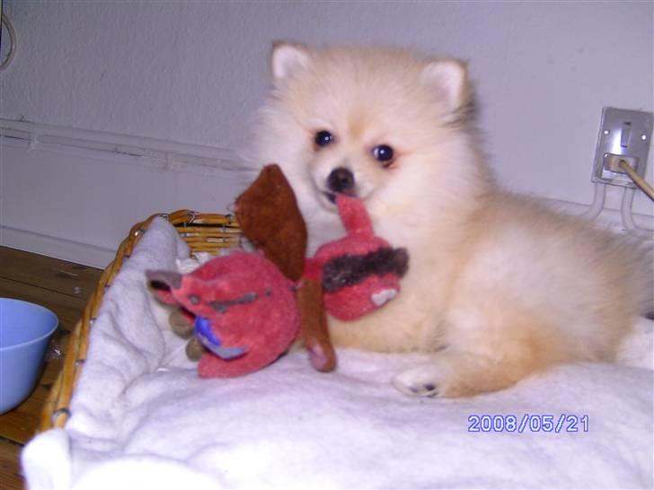 Pomeranian Maggie billede 6