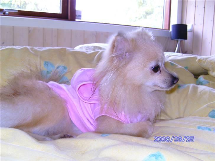 Pomeranian Maggie billede 8