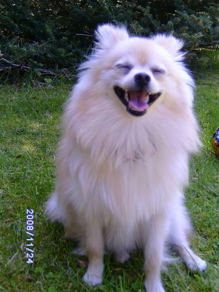 Pomeranian Maggie billede 9