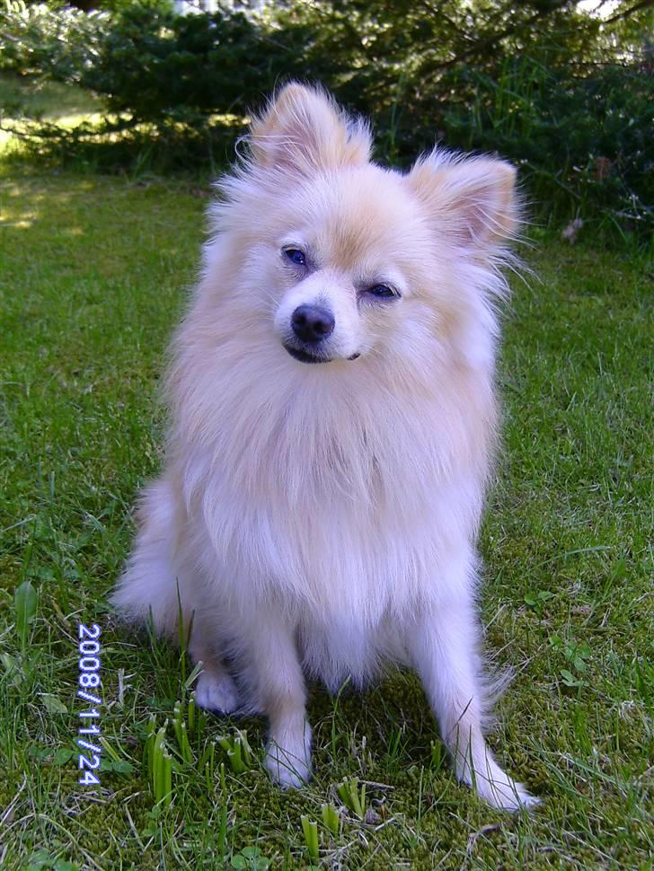 Pomeranian Maggie billede 12