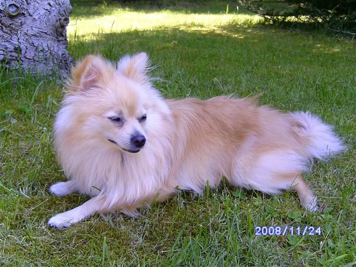 Pomeranian Maggie billede 13