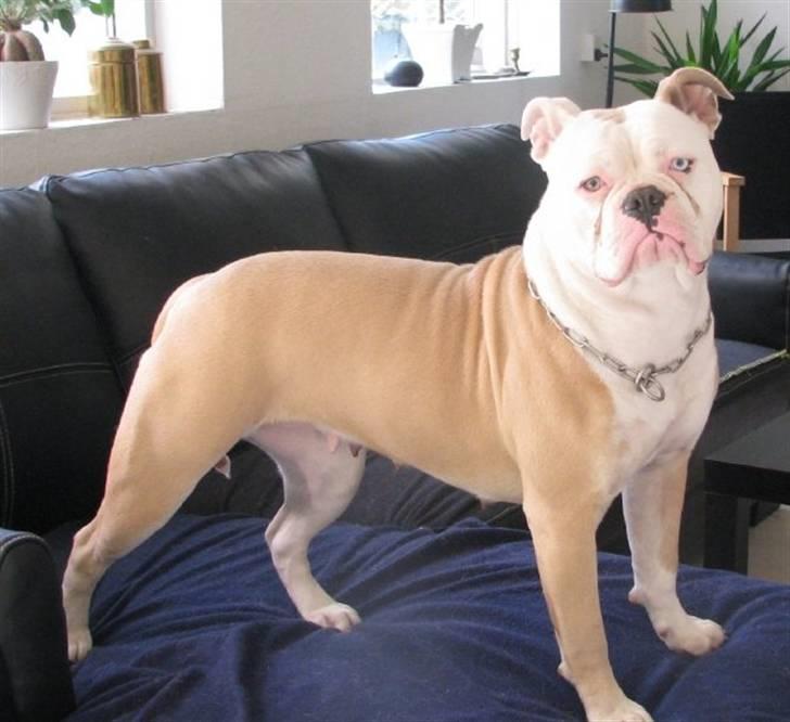 Amerikansk bulldog ABO´s King Joey - Joey´s mor  Warriorsbulls Betsy billede 16