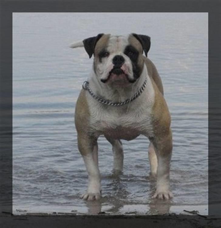 Amerikansk bulldog ABO´s King Joey - Joey´s far Megabulls Canon billede 17