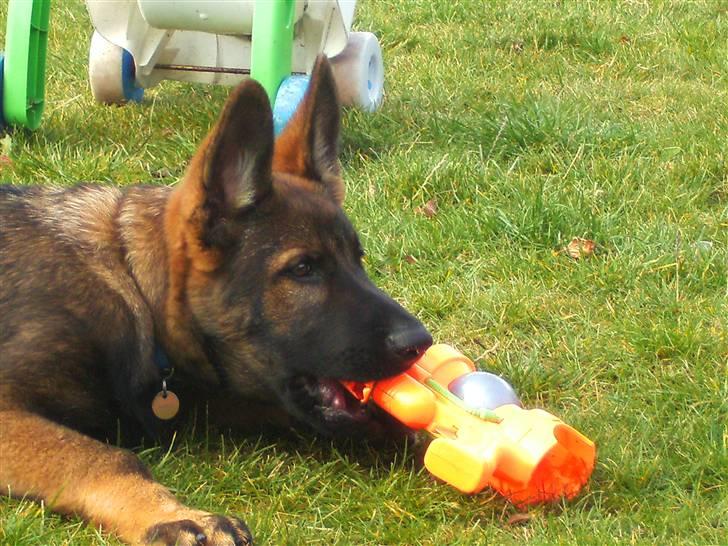 Schæferhund Kenzally´s Alpha (Kenzo) R.I.P   : ( - Kenzo 16 uger gammel.. billede 19