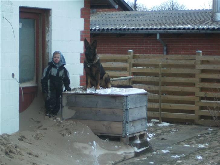 Schæferhund Kenzally´s Alpha (Kenzo) R.I.P   : ( - Kenzo og William efter nattens storm, alt sneen er blevet brun ; ( billede 20