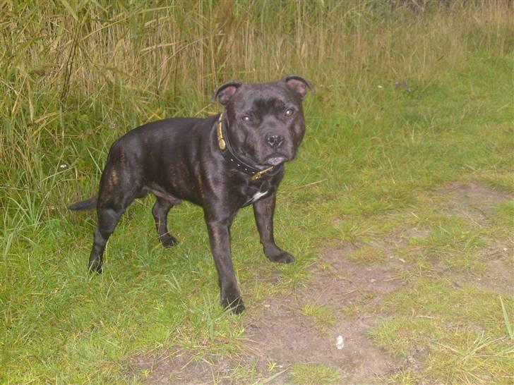 Staffordshire bull terrier Cody billede 7