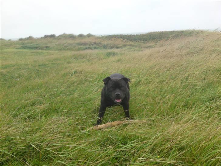 Staffordshire bull terrier Cody billede 8