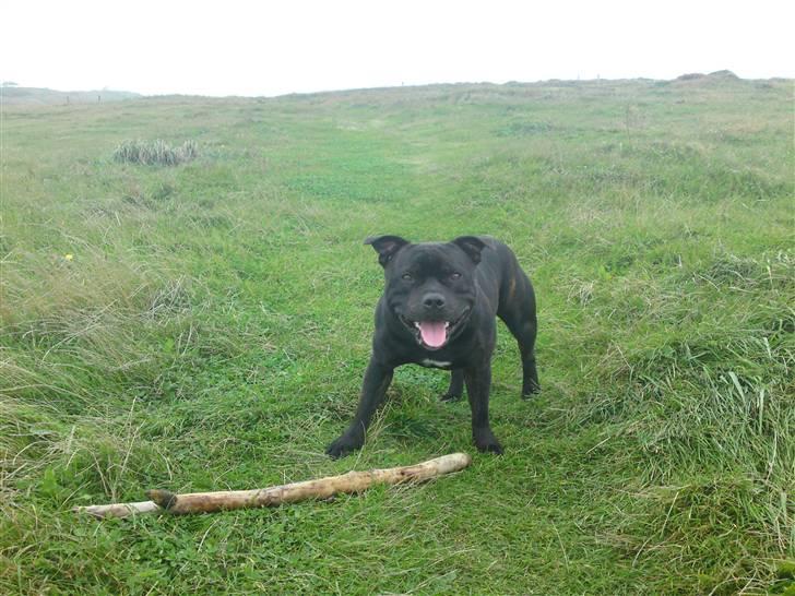 Staffordshire bull terrier Cody billede 9