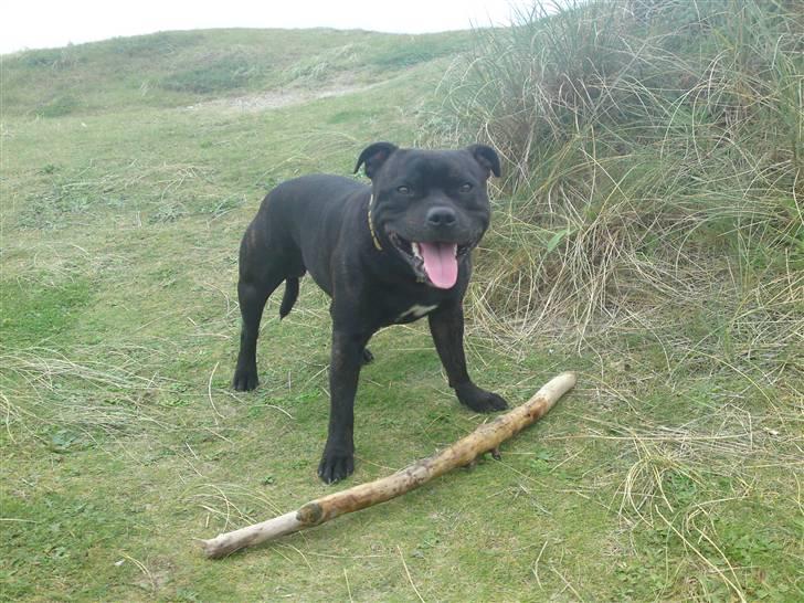 Staffordshire bull terrier Cody billede 10