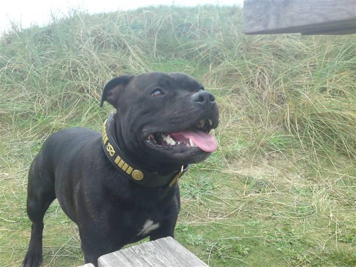 Staffordshire bull terrier Cody billede 11