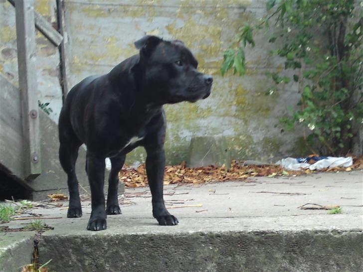 Staffordshire bull terrier Cody billede 12