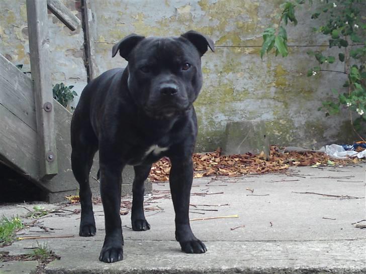 Staffordshire bull terrier Cody billede 13