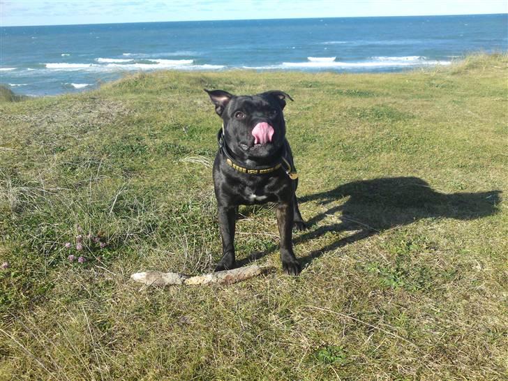 Staffordshire bull terrier Cody billede 14