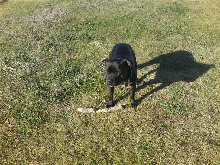 Staffordshire bull terrier Cody billede 15