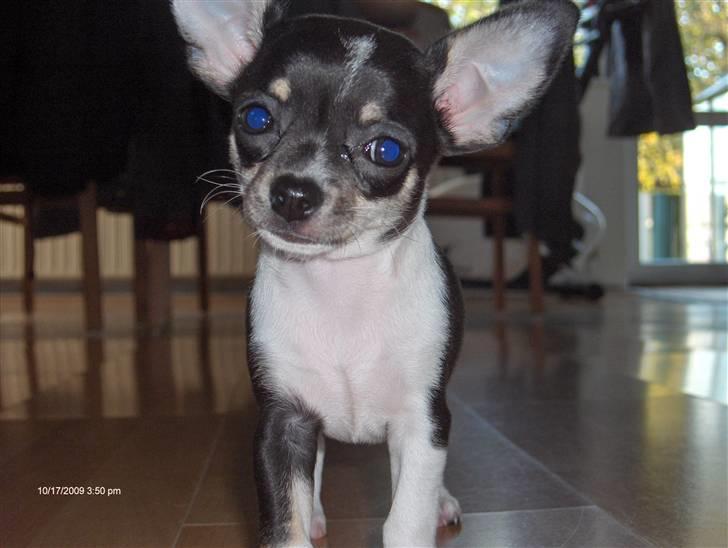 Chihuahua Minnie billede 7
