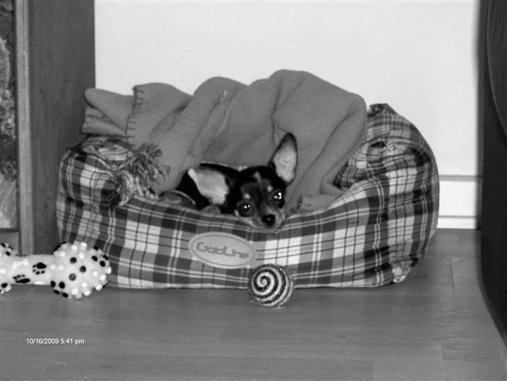 Chihuahua Minnie billede 8