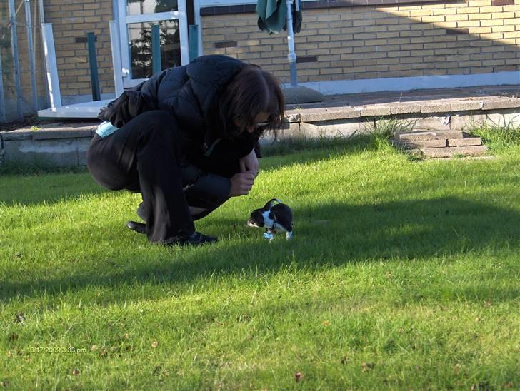 Chihuahua Minnie billede 9