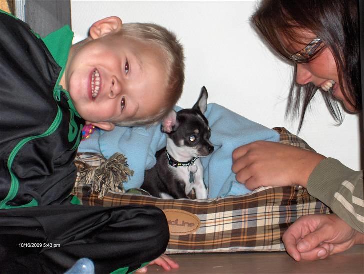 Chihuahua Minnie billede 10