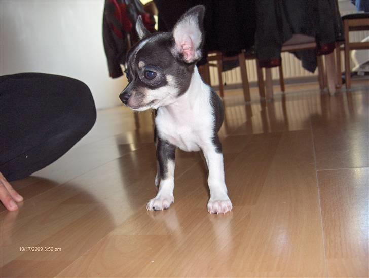 Chihuahua Minnie billede 11