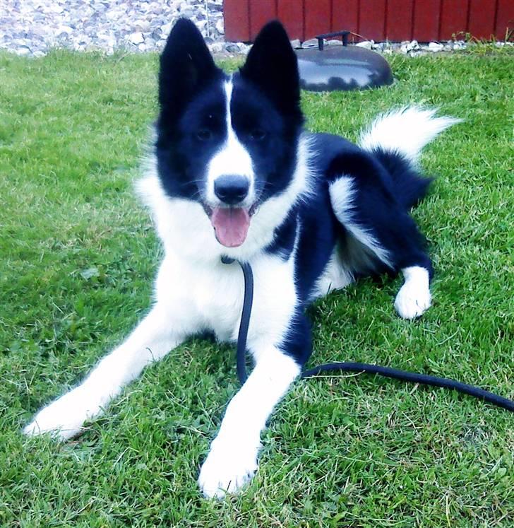 Karelsk bjørnehund Bjørn billede 1