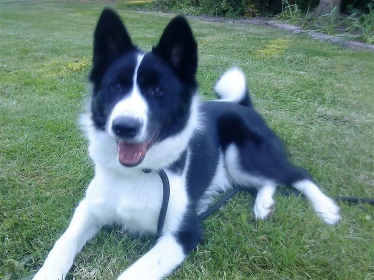 Karelsk bjørnehund Bjørn billede 2