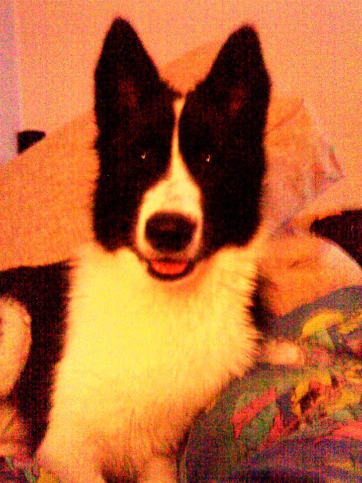 Karelsk bjørnehund Bjørn billede 3