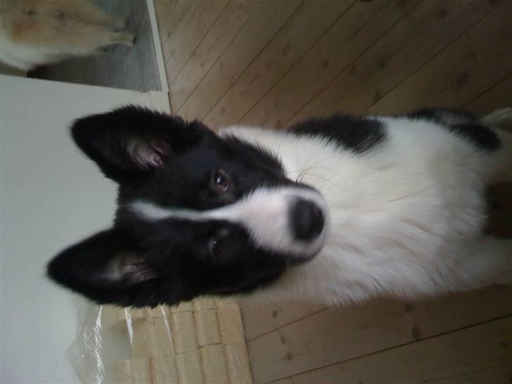 Karelsk bjørnehund Bjørn billede 4