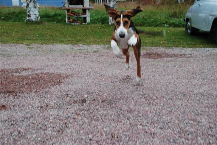 Hamilton støver Sylvester (Sylle) - Sylle i luften :P billede 1