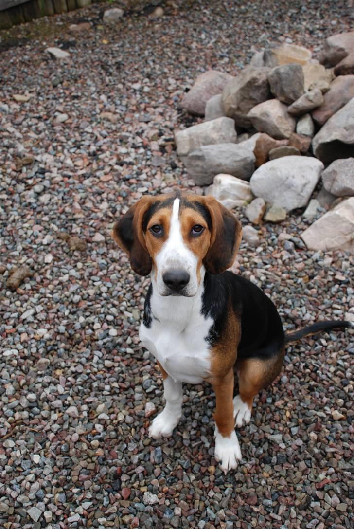 Hamilton støver Sylvester (Sylle) - Sylvester billede 2