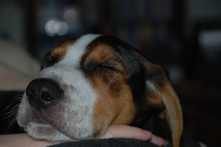 Hamilton støver Sylvester (Sylle) - ...Trät... billede 3