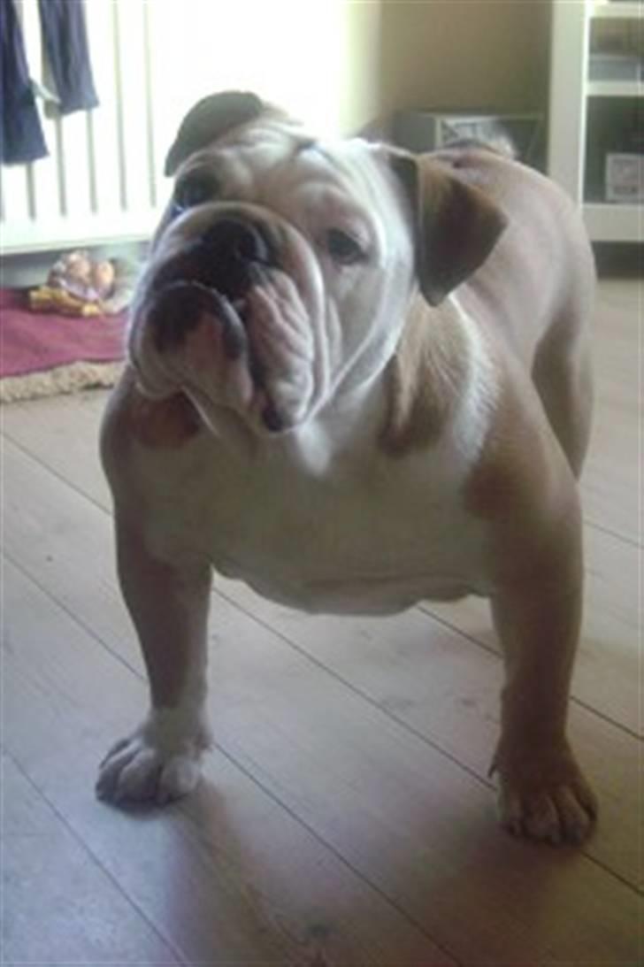 Engelsk bulldog Mira billede 1