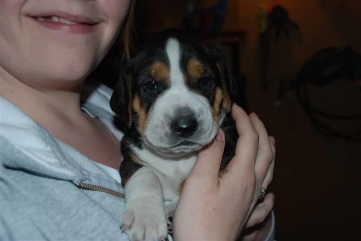 Hamilton støver Sylvester (Sylle) - Helt lille billede 4