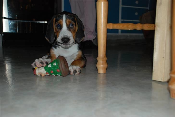 Hamilton støver Sylvester (Sylle) - Lige kommet hjem :) billede 5