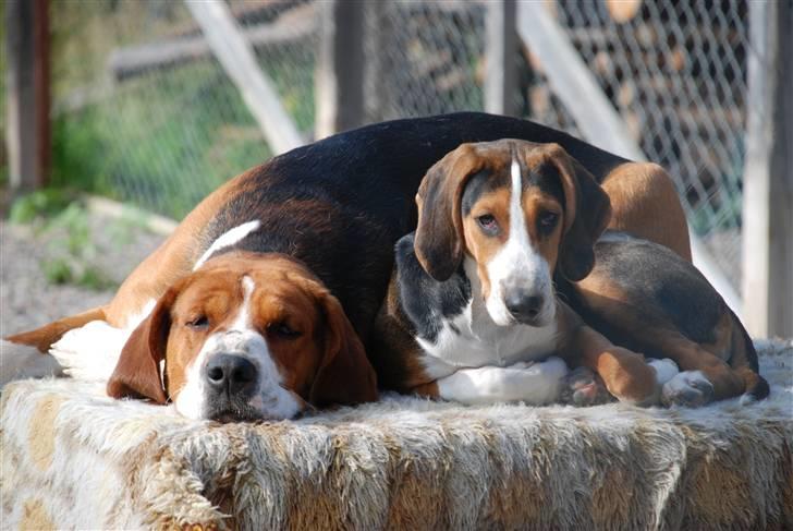 Hamilton støver Sylvester (Sylle) - Rocky og Sylle billede 6