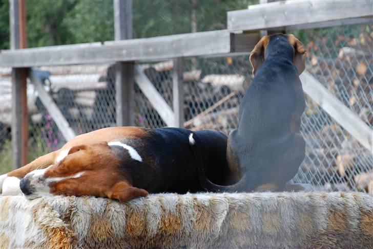 Hamilton støver Sylvester (Sylle) - Rocky og Sylle billede 7