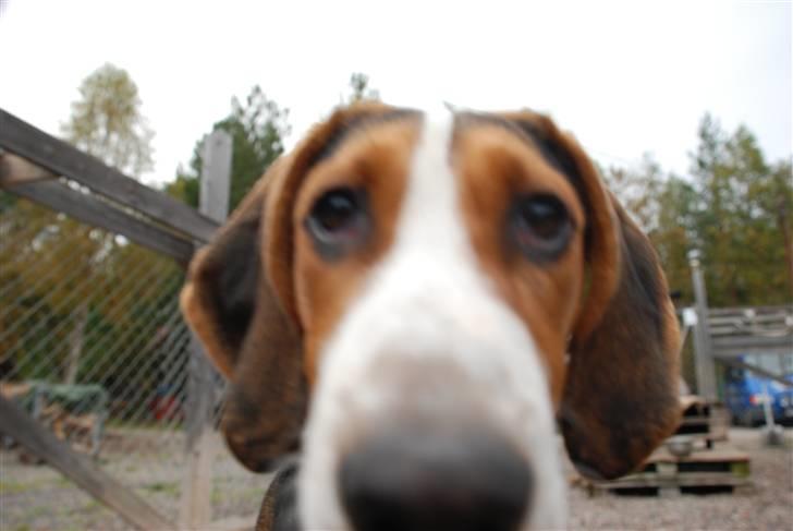 Hamilton støver Sylvester (Sylle) - Sylle :P billede 8