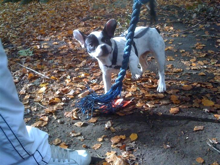 Fransk bulldog Luie - Luie leger i skoven.. billede 4