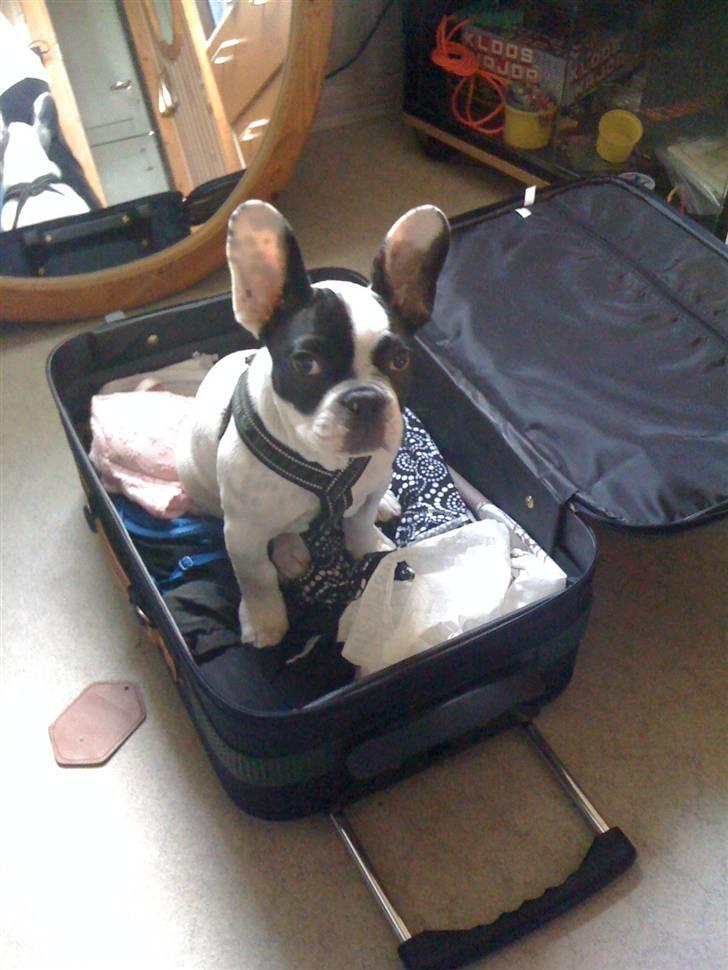 Fransk bulldog Luie - Jeg vil også med på ferie.. billede 5