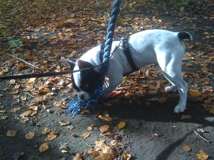 Fransk bulldog Luie billede 6