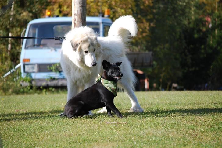 Blanding af racer Tyson - Bastian og Tyson.. 17-10-2009 billede 19