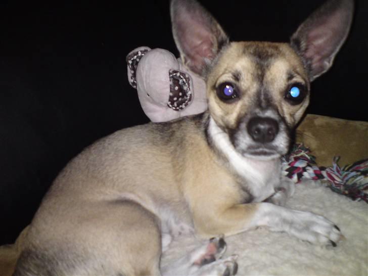 Blanding af racer Bambi *SOLGT* billede 1