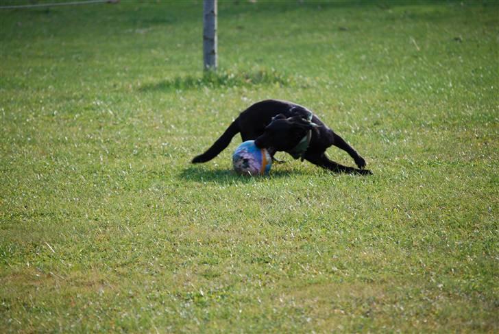 Blanding af racer Tyson - 17-10-2009 billede 20