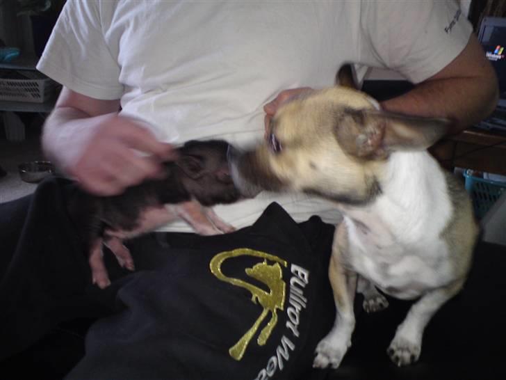 Blanding af racer Bambi *SOLGT* billede 2