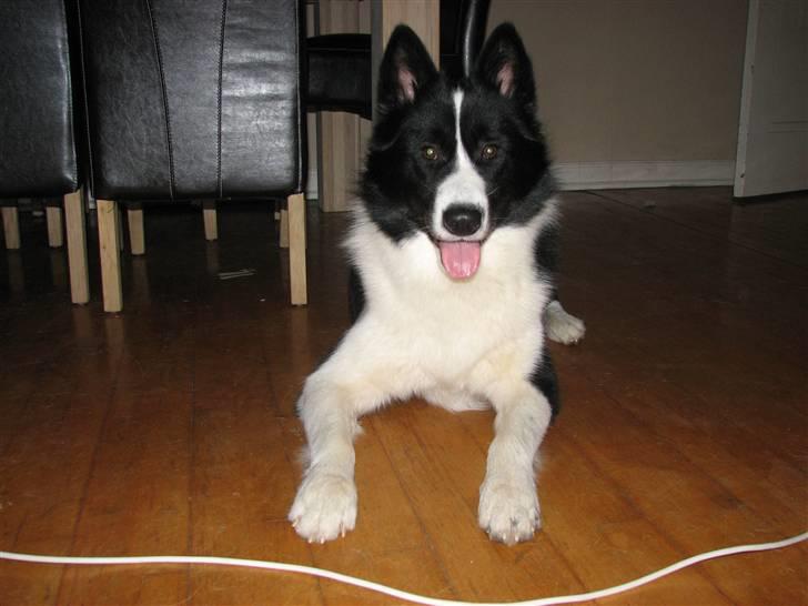 Karelsk bjørnehund Bjørn billede 5