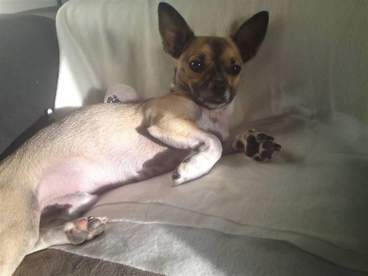 Blanding af racer Bambi *SOLGT* billede 3