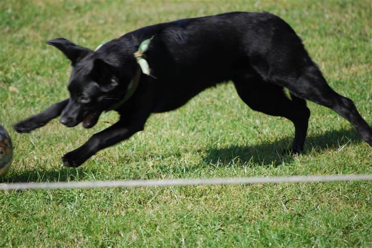 Blanding af racer Tyson - 17-10-2009 billede 21