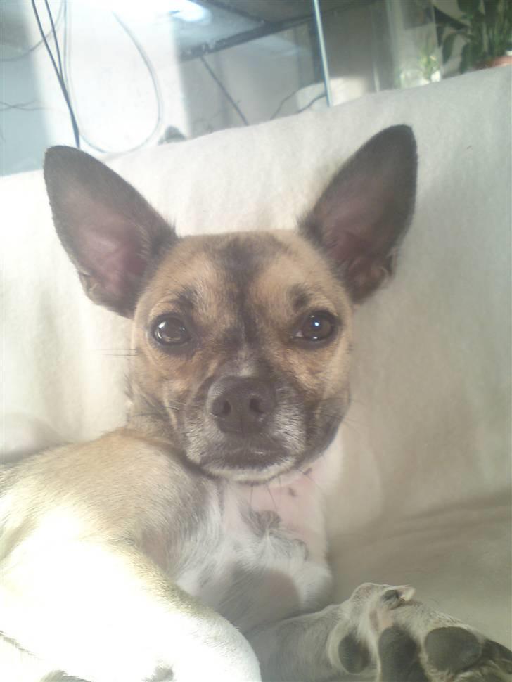 Blanding af racer Bambi *SOLGT* billede 4