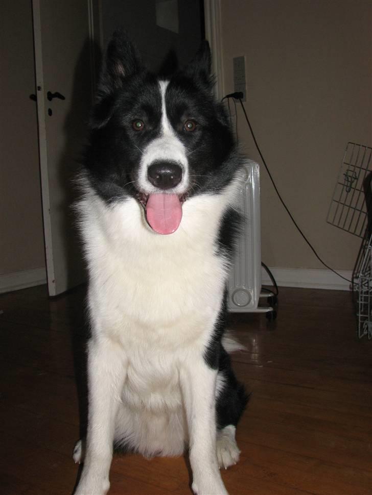 Karelsk bjørnehund Bjørn billede 6