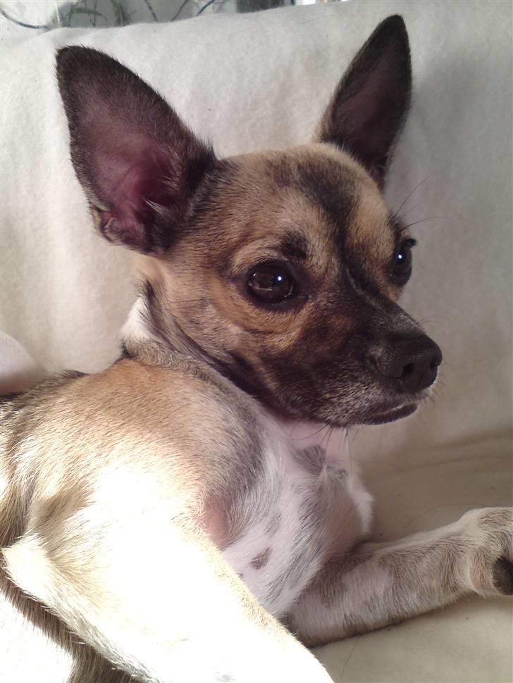 Blanding af racer Bambi *SOLGT* billede 5