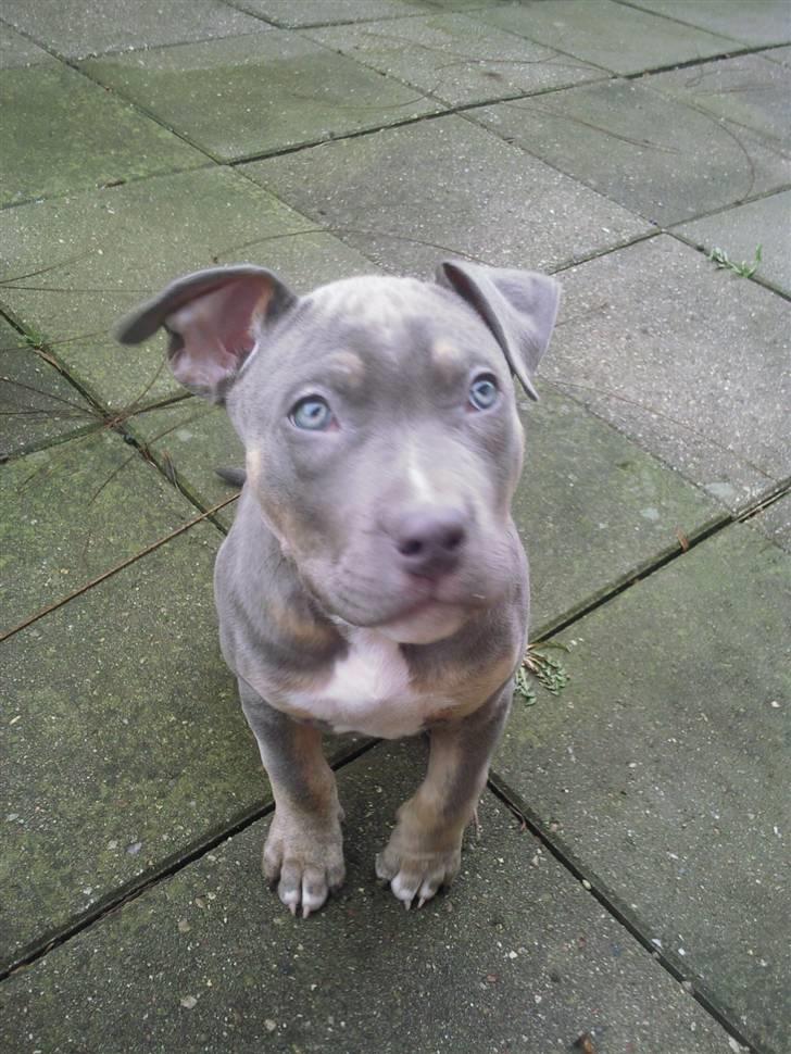 Amerikansk staffordshire terrier Capone( R.I.P) billede 12